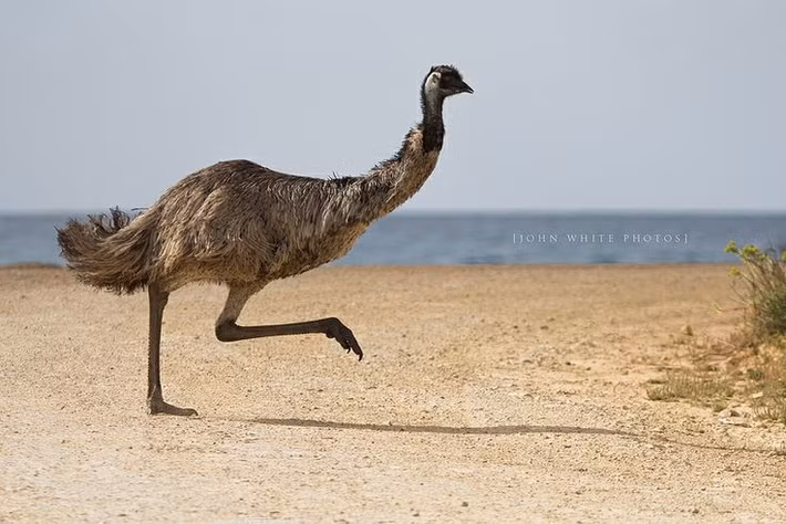  Đà điểu emu là loài chim lớn thứ hai thế giới. Chúng chỉ nhỏ hơn đà điểu châu Phi và có thể cao đến 1,9 m. Ảnh: Pinterest.