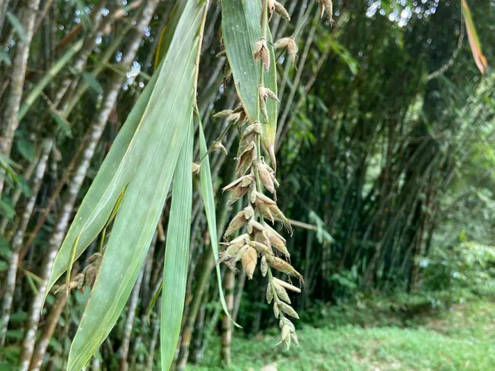 Quan niệm tre ra hoa là điềm báo. Trong dân gian, tre ra hoa thường bị xem là điềm xấu, báo hiệu mất mùa, đói kém hoặc biến động xã hội, phần nào bắt nguồn từ việc tre chết hàng loạt sau khi ra hoa. Ảnh: bambubatu.com.
