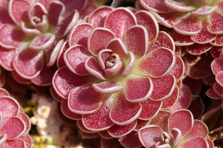  Thức ăn chính là côn trùng nhỏ. Chúng chủ yếu tiêu hóa ruồi, muỗi, hoặc kiến — các loài bị hấp dẫn bởi chất tiết trên lá. Ảnh: Pinterest.