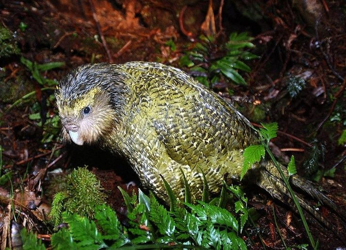  Là biểu tượng toàn cầu của công tác bảo tồn. Vẹt cú được theo dõi từng cá thể bằng công nghệ hiện đại, trở thành minh chứng cho nỗ lực cứu một loài vật khỏi bờ vực tuyệt chủng. Ảnh: Pinterest.