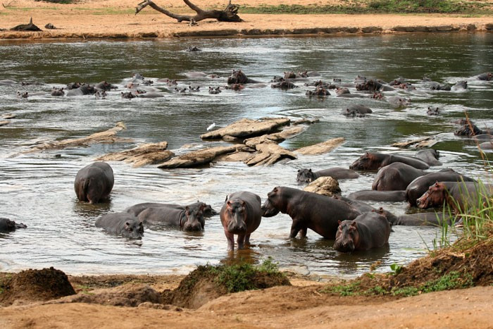  Các tổ chức quốc tế đang hỗ trợ phục hồi Garamba. Chương trình bảo tồn do African Parks điều hành đang dần đem lại hy vọng hồi sinh quần thể động vật ở nơi đây. Ảnh: congosafaristours.com.