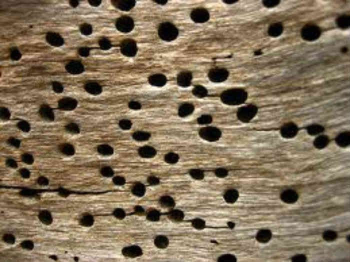  Tạo ra các lỗ tròn nhỏ đặc trưng. Khi mọt trưởng thành chui ra, chúng để lại các lỗ tròn đường kính chỉ vài milimét trên bề mặt gỗ. Ảnh: Pinterest.