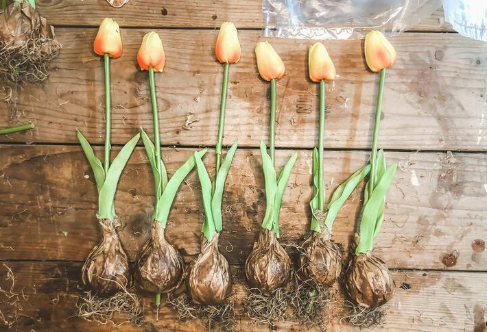  Là cây thân hành thích nghi với mùa đông lạnh. Tulip phát triển từ củ (thân hành) nằm dưới đất, cần một giai đoạn lạnh để kích thích ra hoa vào mùa xuân. Chính đặc điểm này khiến chúng đặc biệt phù hợp với khí hậu ôn đới có mùa đông rõ rệt. Ảnh: Pinterest.