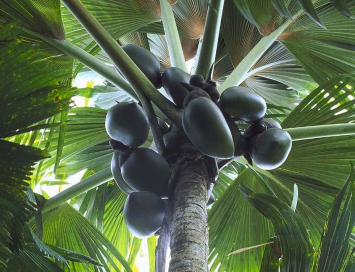 Chỉ mọc tự nhiên ở quần đảo Seychelles. Cây dừa biển là loài đặc hữu cực hiếm, tồn tại trên vài đảo nhỏ biệt lập giữa Ấn Độ Dương. Ảnh: newscientist.com.