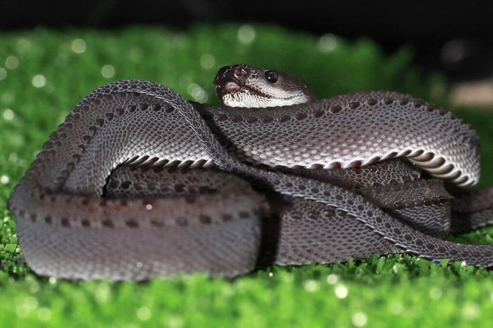 Tính tình hiền lành. Rắn rồng không hung dữ, không có nọc độc, hiếm khi cắn người và thường cuộn tròn khi bị đe dọa. Ảnh: Pinterest.