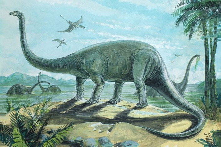  Được phát hiện từ thế kỷ 19. Hóa thạch Diplodocus lần đầu được mô tả vào năm 1878 bởi nhà cổ sinh vật học Othniel Charles Marsh. Những bộ xương trưng bày tại các bảo tàng lớn ở châu Âu và Mỹ đã góp phần khiến loài này trở nên nổi tiếng toàn cầu. Ảnh: Pinterest.