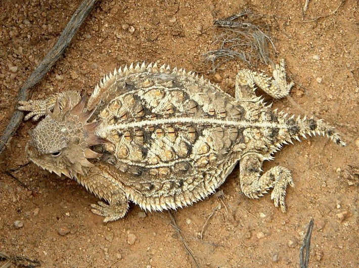  Chúng có thể bơm cơ thể căng phồng để trông lớn hơn. Khi đối mặt nguy hiểm, chúng phồng to để dọa kẻ thù. Ảnh: Pinterest.