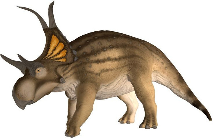  Chúng thuộc họ Ceratopsidae, họ hàng xa của Triceratops. So với Triceratops, Diabloceratops cổ xưa hơn, thể hiện qua cấu trúc sọ nguyên thủy hơn. Ảnh: Pinterest.