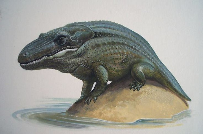 Hít thở bằng phổi. Dù sống dưới nước, Mastodonsaurus phải nổi lên để lấy không khí giống như cá sấu. Ảnh: Pinterest.
