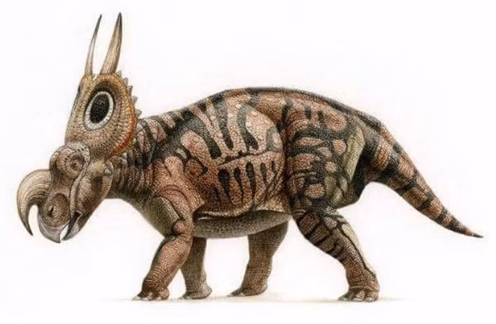  Hóa thạch được phát hiện chủ yếu tại Montana, Mỹ. Phần lớn mẫu vật Einiosaurus được tìm thấy trong các lớp đá trầm tích tại bang Montana, giúp các nhà cổ sinh học hiểu rõ hơn về môi trường sống và tiến hóa của nhóm ceratopsia. Ảnh: Pinterest.