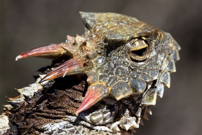  Loài này có khả năng phun máu từ mắt. Phản xạ tự vệ hiếm gặp này làm kẻ thù hoảng sợ và bỏ chạy. Ảnh: Pinterest.