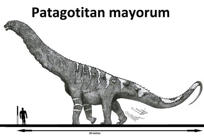  Patagotitan giúp tái hiện lại hệ sinh thái kỷ Phấn trắng. Khám phá hóa thạch của nó mang đến hiểu biết sâu hơn về sự tiến hóa của động vật khổng lồ. Ảnh: Pinterest.