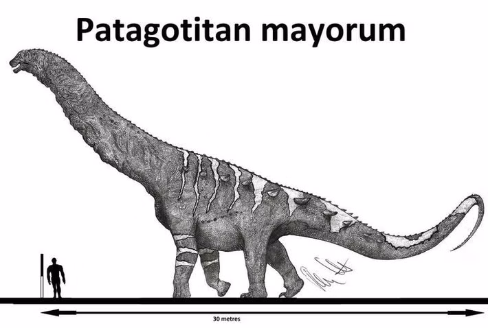  Patagotitan giúp tái hiện lại hệ sinh thái kỷ Phấn trắng. Khám phá hóa thạch của nó mang đến hiểu biết sâu hơn về sự tiến hóa của động vật khổng lồ. Ảnh: Pinterest.