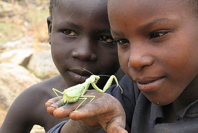  Họ có kiến thức sâu rộng về thiên nhiên và dược liệu. Nhiều loài cây bản địa được người San dùng làm thuốc hoặc thực phẩm. Ảnh: Pinterest.