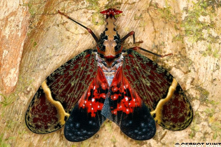  Có khả năng bay nhanh và bất ngờ. Khi bị đe dọa, ve sầu đầu rồng bật bay cực nhanh, khiến kẻ thù khó bắt kịp. Ảnh: Pinterest.