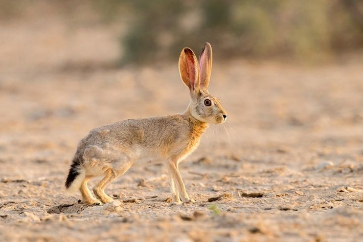  Phân bố rất rộng vượt ngoài châu Phi. Thỏ rừng Cape không chỉ sống ở châu Phi mà còn xuất hiện tại Trung Đông và một phần Trung Á, thích nghi với nhiều kiểu khí hậu khô hạn khác nhau. Ảnh: Pinterest.