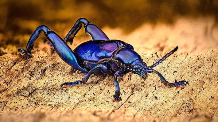  Con đực và con cái khác biệt rõ rệt. Ở loài này, con đực thường có chân sau to và dài hơn nhiều so với con cái, được cho là phục vụ cho việc tranh giành bạn tình và bảo vệ lãnh thổ. Ảnh: Pinterest.