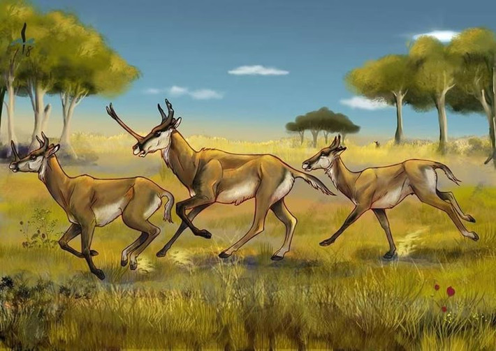  Sừng có thể dùng cho nghi thức thị uy. Hình dạng phức tạp của sừng có thể giúp cá thể đực phô trương sức mạnh hơn là giao đấu trực diện. Ảnh: Pinterest.