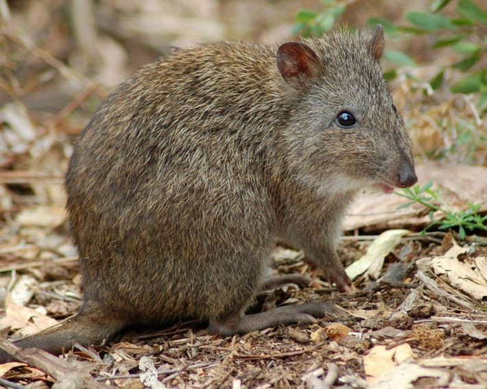  Là biểu tượng cho bảo tồn động vật Australia. Các chương trình nhân giống và phục hồi quần thể potoroo được xem là chỉ dấu cho sự thành công trong bảo tồn hệ sinh thái rừng bản địa Australia. Ảnh: Pinterest.