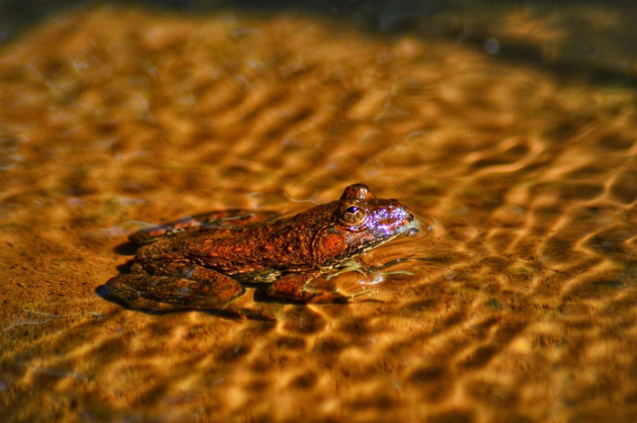  Thức ăn đa dạng. Chúng ăn côn trùng, ấu trùng, nhện và cả những sinh vật nhỏ rơi xuống mặt nước. Là loài săn mồi cơ hội, ếch lướt mặt nước góp phần kiểm soát quần thể côn trùng tại khu vực sinh sống. Ảnh: pgclick.com.