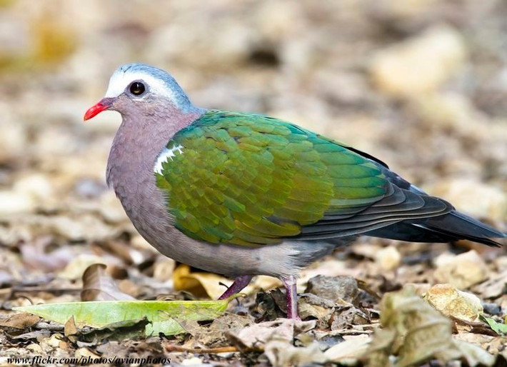  Chim cu luồng sở hữu bộ lông ánh kim đặc trưng. Lông cánh của chim cu luồng có màu xanh lục ánh đồng hoặc ánh tím, phản chiếu ánh sáng tạo nên vẻ đẹp lấp lánh, khác với đa số các loài bồ câu khác. Ảnh: Pinterest.