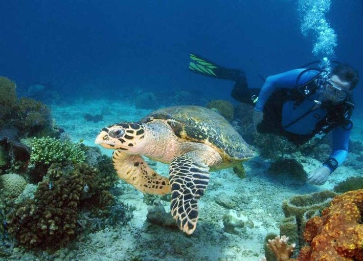  Thiên đường của loài rùa biển. Côn Đảo là nơi có số lượng rùa biển lên đẻ trứng lớn nhất Việt Nam, đặc biệt là loài vích quý hiếm, với hàng nghìn tổ mỗi năm. Ảnh: Pinterest.