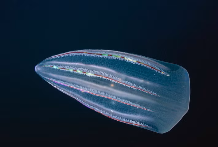  Một số loài là “kẻ xâm lấn” nguy hiểm. Loài sứa lược Mnemiopsis leidyi từng gây khủng hoảng sinh thái ở Biển Đen vào cuối thế kỷ 20. Sau khi theo nước dằn tàu đến khu vực này, chúng sinh sôi cực nhanh và ăn lượng lớn sinh vật phù du cùng trứng cá, khiến ngành thủy sản địa phương bị thiệt hại nghiêm trọng. Ảnh: Pinterest.