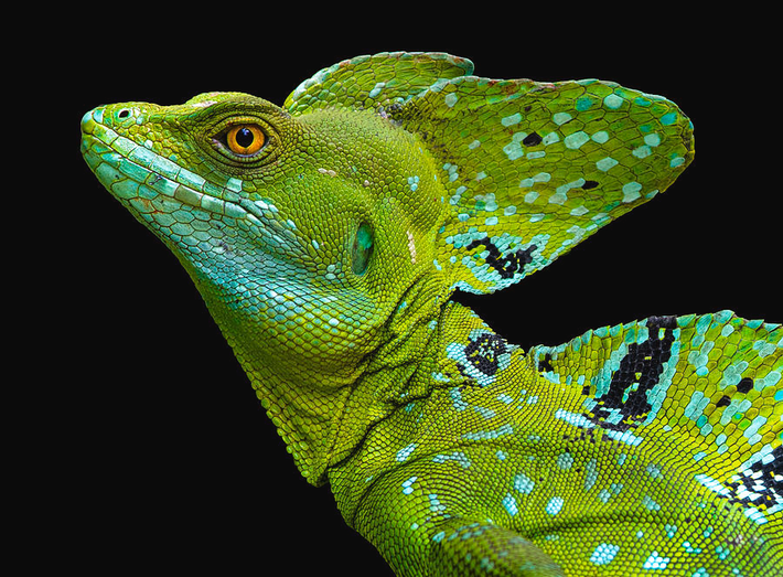  Là loài ăn tạp linh hoạt. Chúng ăn trái cây, lá cây, côn trùng và cả động vật nhỏ, thích nghi tốt với môi trường rừng rậm. Ảnh: Pinterest.