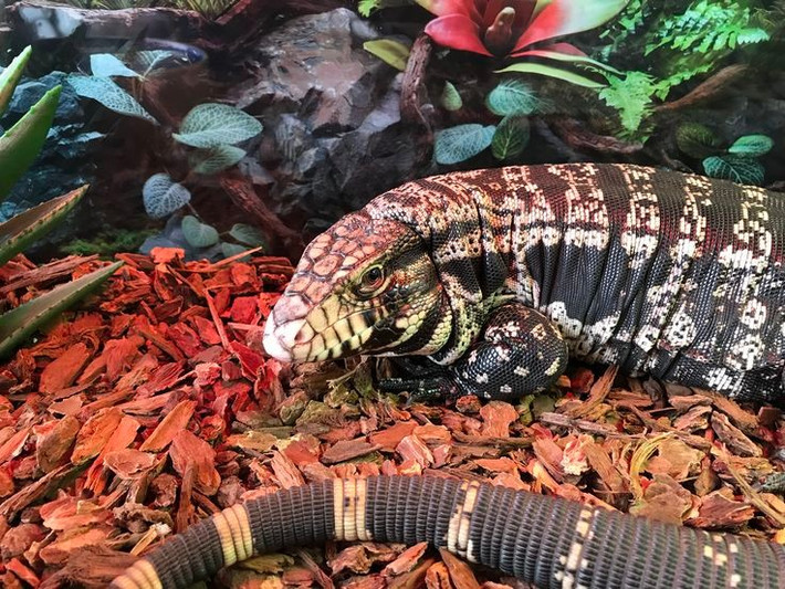  Chúng phát triển rất nhanh. Thằn lằn tegu đỏ non có thể đạt chiều dài hơn 1 mét chỉ sau hai năm. Đây là một trong những loài thằn lằn lớn nhất Nam Mỹ. Ảnh: Pinterest.