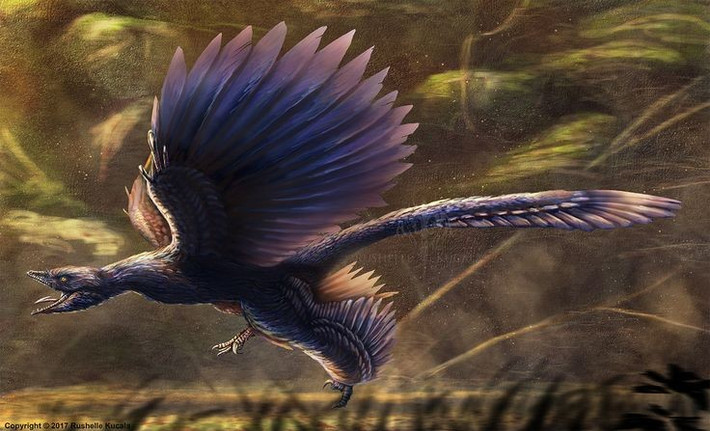  Microraptor – khủng long bốn cánh. Microraptor chỉ nặng khoảng 1 kg, dài chưa đến 1 mét, có bốn chi phủ lông vũ, cho thấy nó có thể lượn hoặc bay ngắn giữa các tán cây. Ảnh: Pinterest.