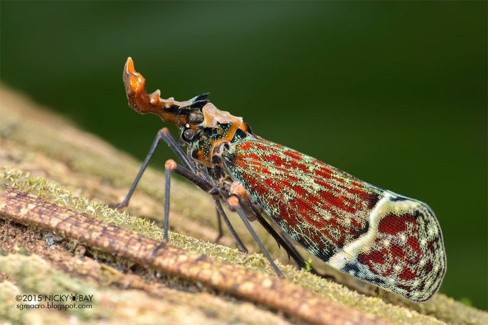  Màu sắc ngụy trang hoàn hảo. Cánh của chúng có hoa văn mô phỏng vỏ cây hoặc lá khô, giúp ẩn mình khỏi kẻ săn mồi. Ảnh: Pinterest.