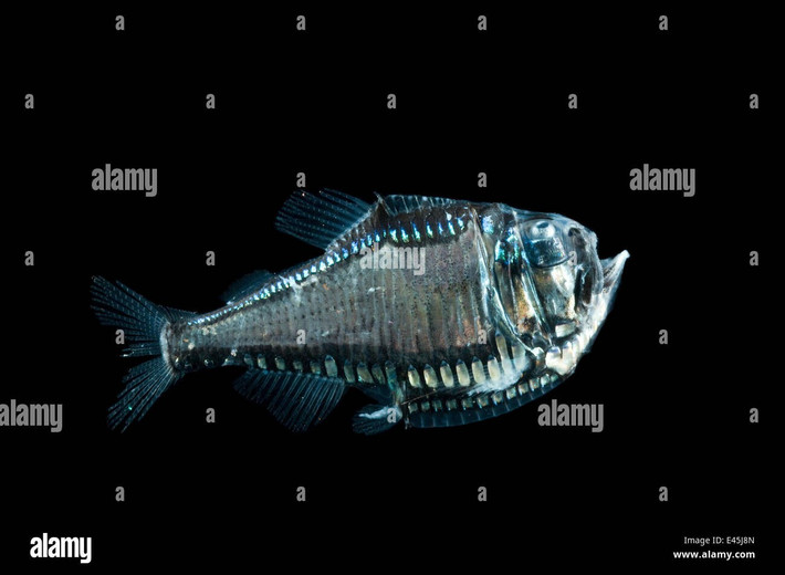  Phát quang sinh học để ngụy trang. Dọc theo bụng cá rìu là các cơ quan phát sáng gọi là photophore. Chúng tạo ra ánh sáng yếu hướng xuống dưới, giúp cá “hòa tan” bóng đen của mình khi bị kẻ săn mồi nhìn từ đáy biển lên, một chiến lược ngụy trang gọi là phản chiếu ngược (counter-illumination). Ảnh: alamy.com.