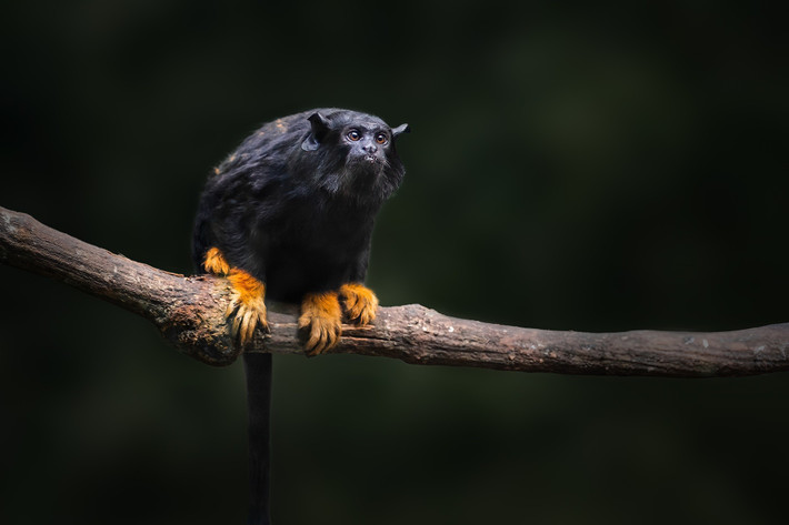  Chăm sóc con non mang tính cộng đồng. Không chỉ con mẹ, các con đực và cá thể khác trong nhóm cũng tham gia chăm sóc con non. Hành vi “nuôi con tập thể” này giúp tăng tỷ lệ sống sót cho thế hệ mới. Ảnh: beaversbendsafaripark.com.