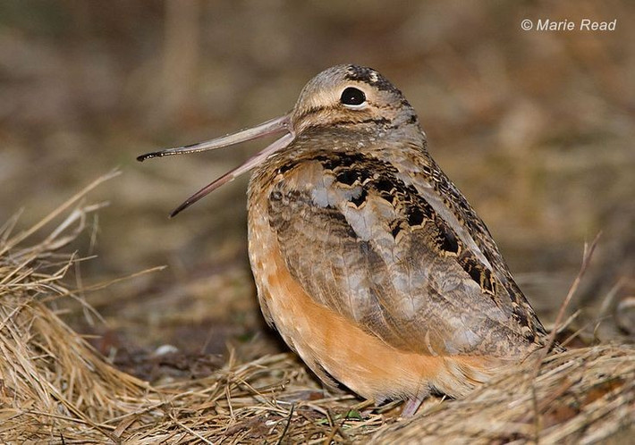  Bộ lông thay đổi theo mùa sinh sản. Nhiều loài chim rẽ có bộ lông sinh sản sặc sỡ với hoa văn rõ nét, nhưng khi hết mùa sinh sản, lông chuyển sang màu nâu xám đơn giản để ngụy trang tốt hơn. Ảnh: Pinterest.