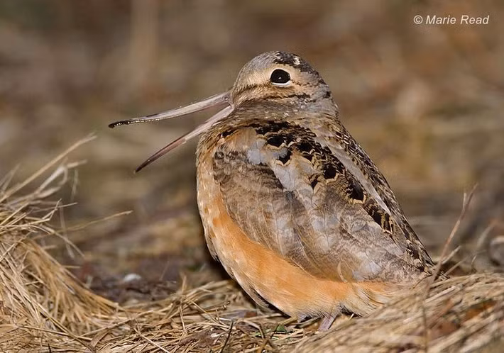  Bộ lông thay đổi theo mùa sinh sản. Nhiều loài chim rẽ có bộ lông sinh sản sặc sỡ với hoa văn rõ nét, nhưng khi hết mùa sinh sản, lông chuyển sang màu nâu xám đơn giản để ngụy trang tốt hơn. Ảnh: Pinterest.