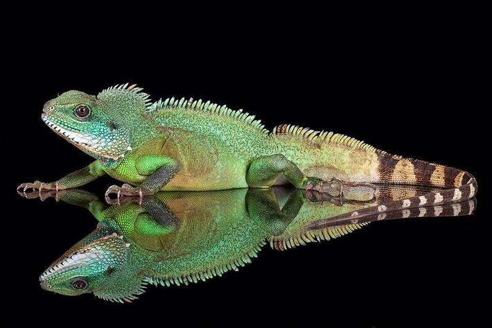  Khả năng bơi lội và lặn giỏi. Khi bị đe dọa, rồng đất thường lao xuống nước và có thể lặn trong nhiều phút để tránh kẻ săn mồi. Đuôi dài, dẹt bên giúp chúng bơi khỏe, khiến chúng còn được gọi là “thằn lằn nước châu Á”. Ảnh: Pinterest.