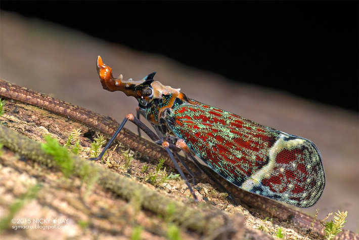  Không có khả năng phát ra âm thanh. Khác với ve sầu thật, chúng im lặng hoàn toàn, chỉ giao tiếp bằng mùi hoặc chuyển động. Ảnh: staticflickr.com.