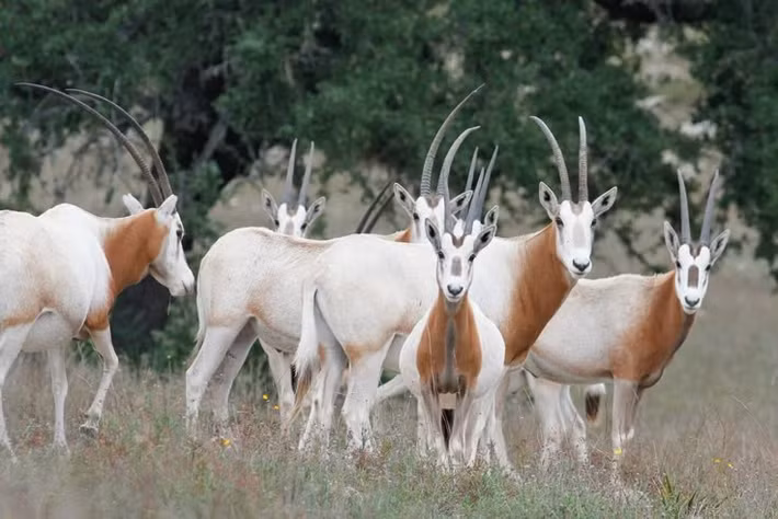  Không cần uống nước thường xuyên. Chúng có thể sống hàng tuần mà không cần uống nước trực tiếp, lấy phần lớn độ ẩm từ cỏ và cây bụi sa mạc. Ảnh: Pinterest.