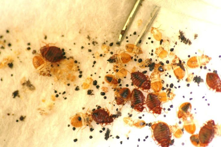  Có kích thước nhỏ và cơ thể dẹt. Rệp trưởng thành dài khoảng 5–7 mm, thân dẹt hình bầu dục giúp chúng dễ dàng chui vào các khe hẹp như đường chỉ nệm, khe gỗ hoặc sau tranh treo tường. Ảnh: Pinterest.