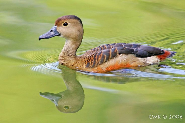  Phân bố rộng khắp vùng nhiệt đới. Các loài trong phân họ Dendrocygninae sống ở nhiều khu vực nhiệt đới và cận nhiệt đới trên thế giới, từ châu Phi, châu Á, châu Úc cho đến châu Mỹ. Chúng đặc biệt phổ biến tại các vùng đầm lầy, hồ nước nông, ruộng lúa và đồng cỏ ngập nước. Ảnh: Pinterest.