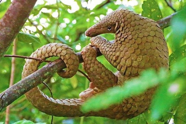 Mỗi loài tê tê có thói quen sống khác nhau. Có loài sống trên cây, có loài sống dưới đất, tùy theo môi trường rừng hoặc đồng cỏ. Ảnh: Pinterest.