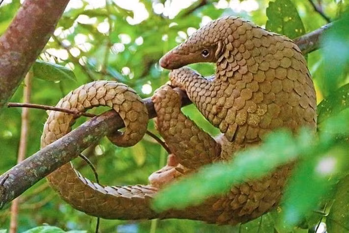  Mỗi loài tê tê có thói quen sống khác nhau. Có loài sống trên cây, có loài sống dưới đất, tùy theo môi trường rừng hoặc đồng cỏ. Ảnh: Pinterest.