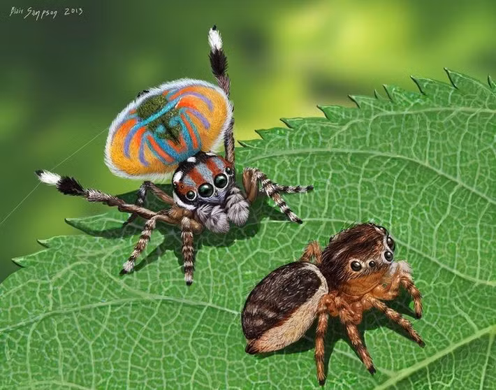  Điệu nhảy cầu hôn độc đáo. Con đực thường biểu diễn những động tác nhảy, vẫy chân và rung bụng theo “vũ điệu” riêng để chinh phục con cái, nếu sai nhịp có thể bị từ chối hoặc bị bạn tình coi là con mồi. Ảnh: Pinterest.