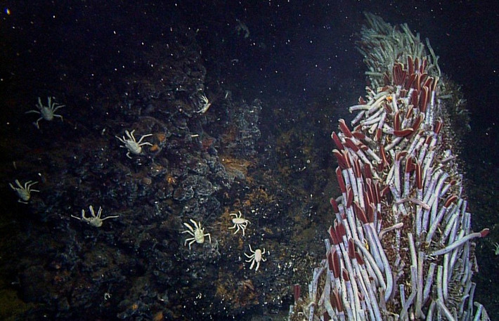  Hemoglobin có cấu trúc độc nhất vô nhị. Hemoglobin của giun ống khổng lồ có khả năng vận chuyển cả oxy lẫn hydro sulfua mà không bị ngộ độc, điều hiếm thấy ở các sinh vật khác. Ảnh: mbari.org.