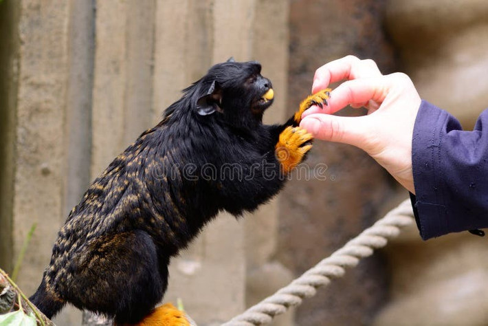  Đối mặt với nguy cơ mất môi trường sống. Mặc dù hiện chưa bị xếp vào nhóm nguy cấp cao, khỉ vuốt tay vàng vẫn chịu áp lực từ nạn phá rừng Amazon và buôn bán động vật hoang dã, đe dọa sự tồn tại lâu dài của loài. Ảnh: dreamstime.com.