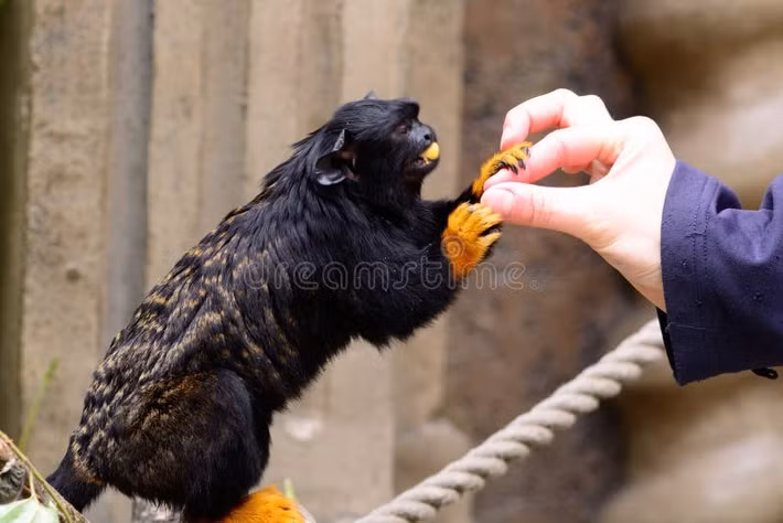  Đối mặt với nguy cơ mất môi trường sống. Mặc dù hiện chưa bị xếp vào nhóm nguy cấp cao, khỉ vuốt tay vàng vẫn chịu áp lực từ nạn phá rừng Amazon và buôn bán động vật hoang dã, đe dọa sự tồn tại lâu dài của loài. Ảnh: dreamstime.com.