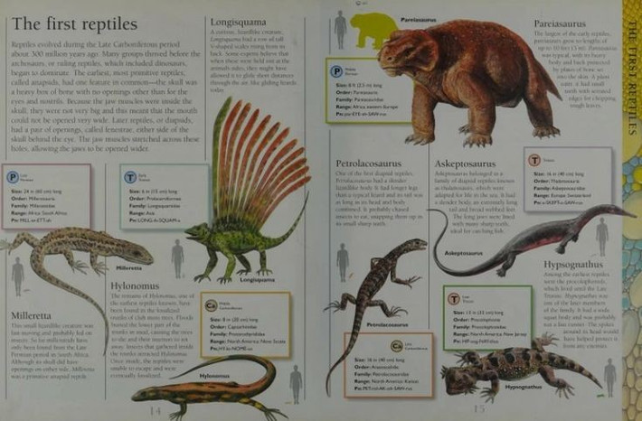  Không phải khủng long. Thường xuất hiện trong các tài liệu phổ biến về sinh vật tiền sử, Longisquama thực chất là bò sát dạng thằn lằn, không thuộc nhóm khủng long thực thụ. Ảnh: Pinterest.