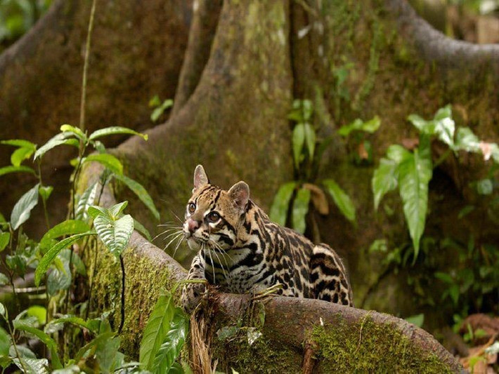 Là biểu tượng văn hóa Trung và Nam Mỹ. Trong nhiều nền văn hóa bản địa, Ocelot được xem là linh vật quyền lực gắn liền với các vị thần săn bắn. Ảnh: Pinterest.