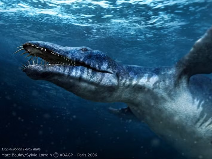  Ít hóa thạch hoàn chỉnh. Những mẫu hóa thạch của Liopleurodon khá rời rạc, khiến việc phục dựng chính xác cơ thể gặp nhiều thách thức. Ảnh: Pinterest.