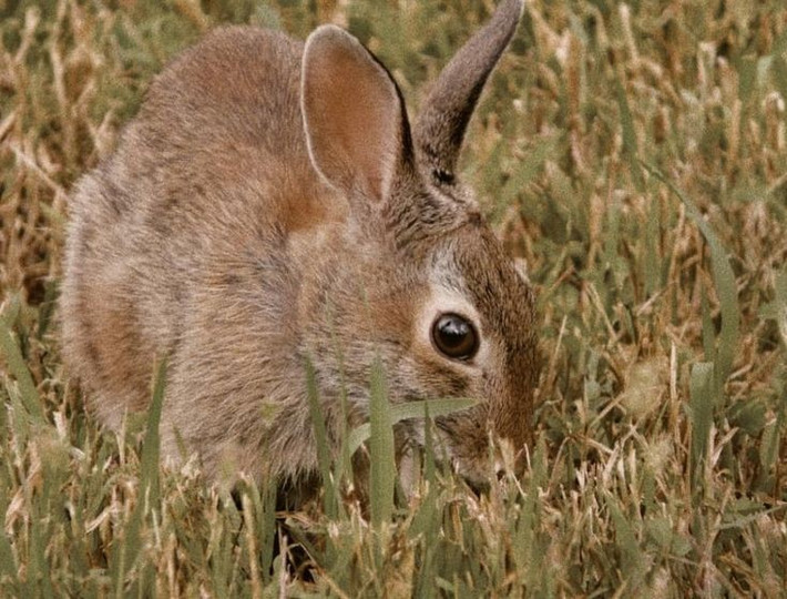 Có màu lông ngụy trang hoàn hảo. Bộ lông của thỏ lùn có màu xám nâu pha lẫn các đốm đậm nhạt, giúp chúng hòa lẫn gần như hoàn toàn với đất khô và thảm thực vật thấp. Khả năng ngụy trang này rất quan trọng để tránh những kẻ săn mồi như cáo, diều hâu và rắn. Ảnh: Pinterest.
